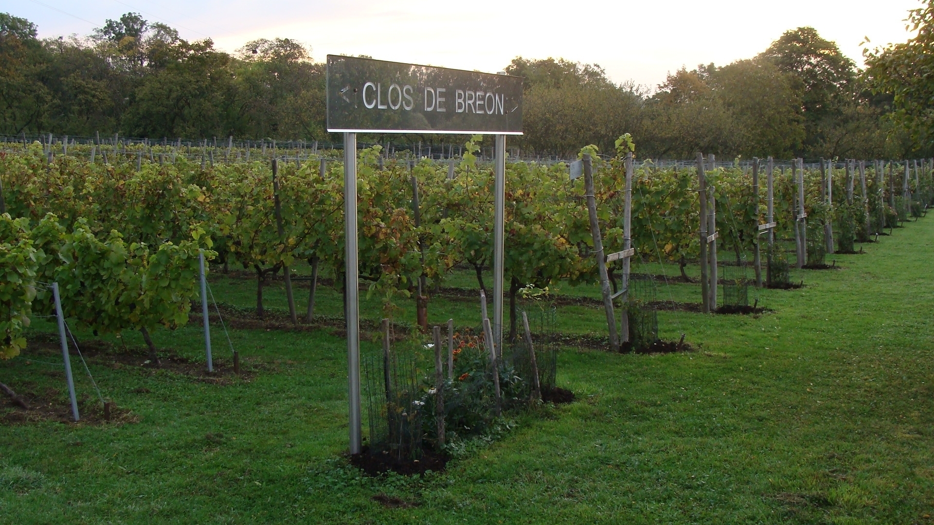 visuel vigne